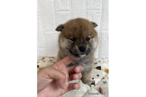 成約済の徳島県の柴犬-176188