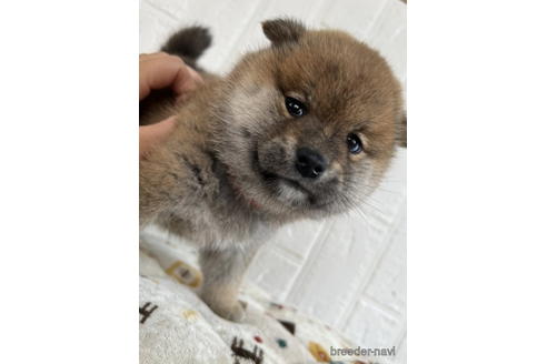 成約済の徳島県の柴犬-176188の4枚目