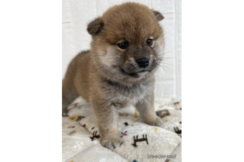 成約済の徳島県の柴犬-176188の5枚目