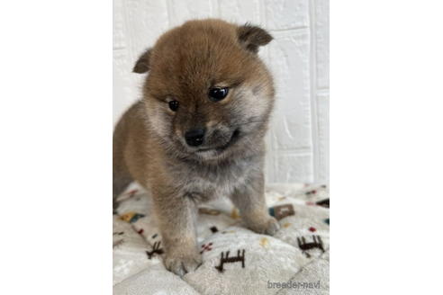成約済の徳島県の柴犬-176188の2枚目