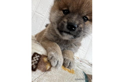成約済の徳島県の柴犬-176189の5枚目