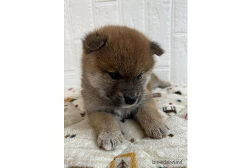 成約済の徳島県の柴犬-176189の4枚目