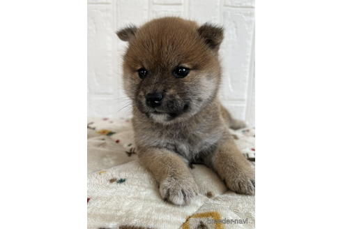 成約済の徳島県の柴犬-176189の3枚目