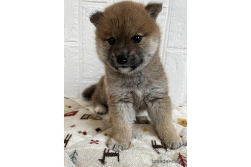成約済の徳島県の柴犬-176189の2枚目
