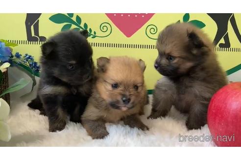 成約済の栃木県のポメラニアン-176202の1枚目
