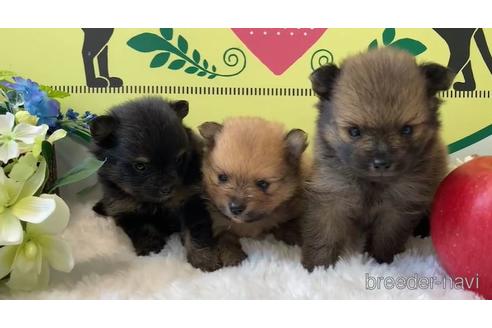 成約済の栃木県のポメラニアン-176202の2枚目