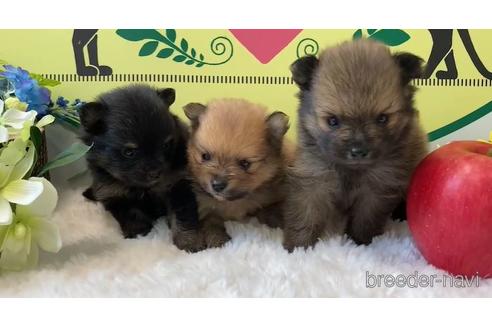 成約済の栃木県のポメラニアン-176203の1枚目