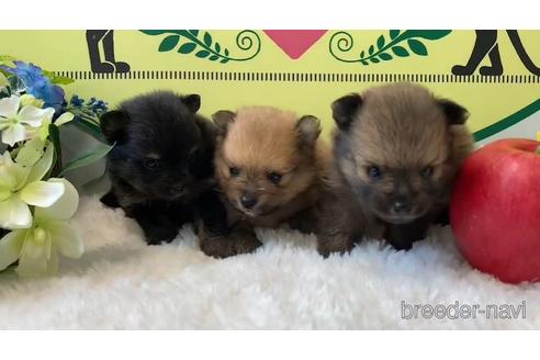 成約済の栃木県のポメラニアン-176207の2枚目