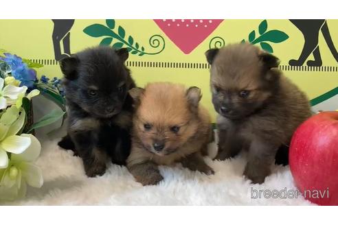 成約済の栃木県のポメラニアン-176207の1枚目