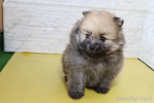 成約済の神奈川県のポメラニアン-176225の3枚目