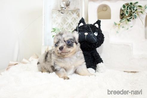 成約済の佐賀県のチワワ(ロングコート)-176249