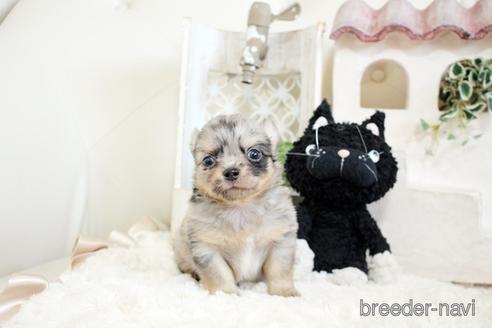 成約済の佐賀県のチワワ(ロングコート)-176249の5枚目