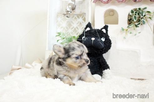 成約済の佐賀県のチワワ(ロングコート)-176249の4枚目