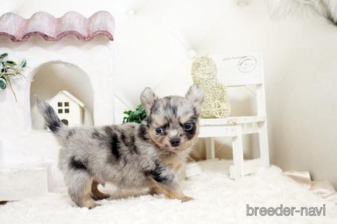 成約済の佐賀県のチワワ(ロングコート)-176249の3枚目