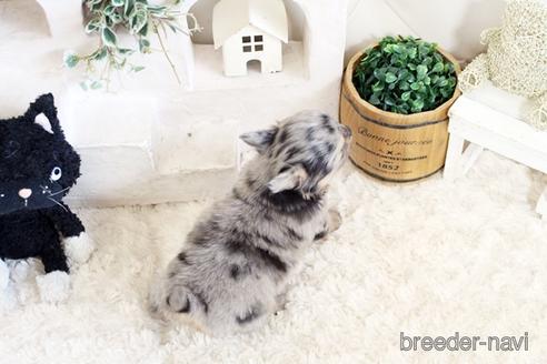 成約済の佐賀県のチワワ(ロングコート)-176249の2枚目