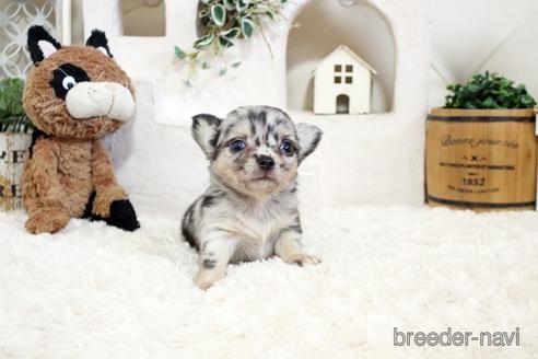 成約済の佐賀県のチワワ(ロングコート)-176250