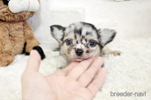 成約済の佐賀県のチワワ(ロングコート)-176250の5枚目