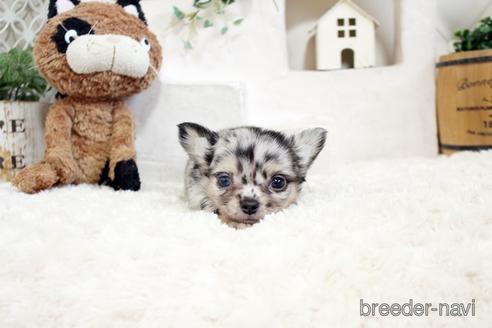 成約済の佐賀県のチワワ(ロングコート)-176250の4枚目