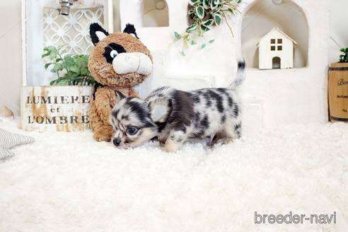 成約済の佐賀県のチワワ(ロングコート)-176250の3枚目