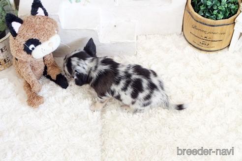 成約済の佐賀県のチワワ(ロングコート)-176250の2枚目