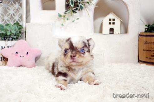 成約済の佐賀県のチワワ(ロングコート)-176252の1枚目