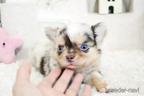 成約済の佐賀県のチワワ(ロングコート)-176252の5枚目