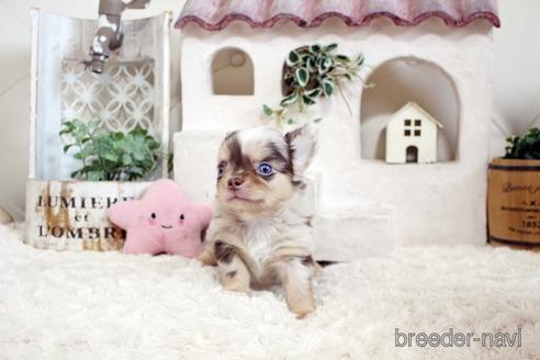 成約済の佐賀県のチワワ(ロングコート)-176252の4枚目