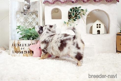 成約済の佐賀県のチワワ(ロングコート)-176252の3枚目