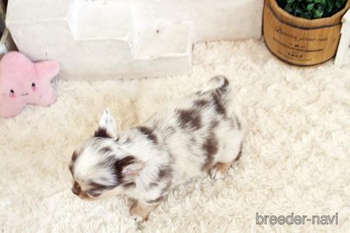 成約済の佐賀県のチワワ(ロングコート)-176252の2枚目