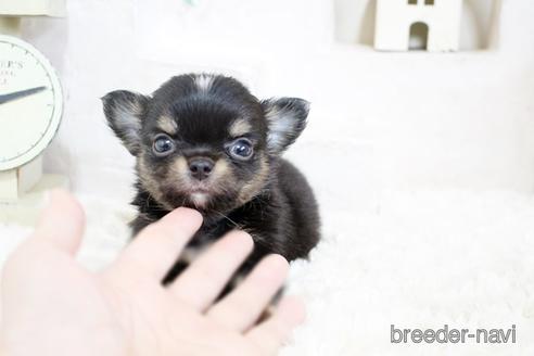 成約済の佐賀県のチワワ(ロングコート)-176254の1枚目