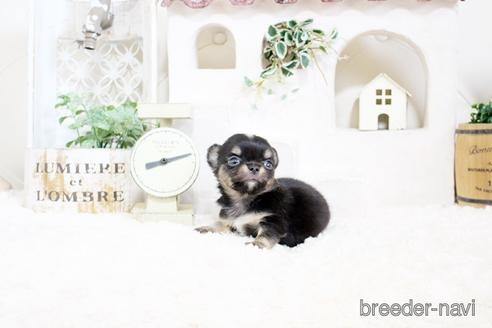 成約済の佐賀県のチワワ(ロングコート)-176254の4枚目