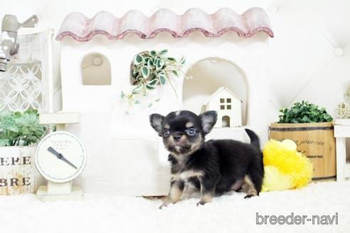 成約済の佐賀県のチワワ(ロングコート)-176254の3枚目