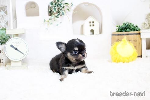 成約済の佐賀県のチワワ(ロングコート)-176254の2枚目