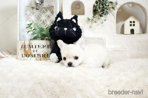 成約済の佐賀県のチワワ(ロングコート)-176256の5枚目