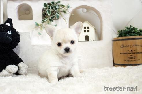 成約済の佐賀県のチワワ(ロングコート)-176256の4枚目