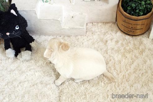 成約済の佐賀県のチワワ(ロングコート)-176256の2枚目