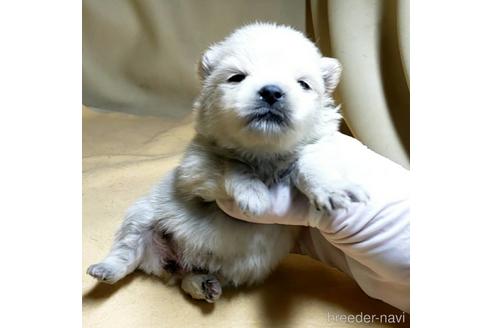 成約済の茨城県のポメラニアン-176269の1枚目