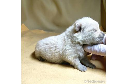 成約済の茨城県のポメラニアン-176269の5枚目