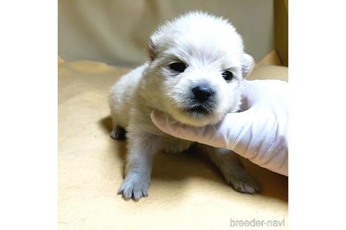 成約済の茨城県のポメラニアン-176269の2枚目