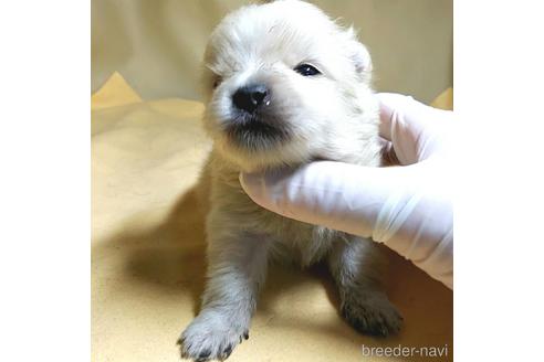 成約済の茨城県のポメラニアン-176270の14枚目