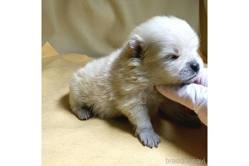 成約済の茨城県のポメラニアン-176270の12枚目