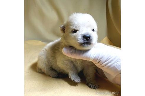 成約済の茨城県のポメラニアン-176270の10枚目