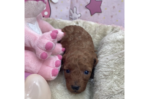 成約済の愛知県のトイプードル-176305の3枚目