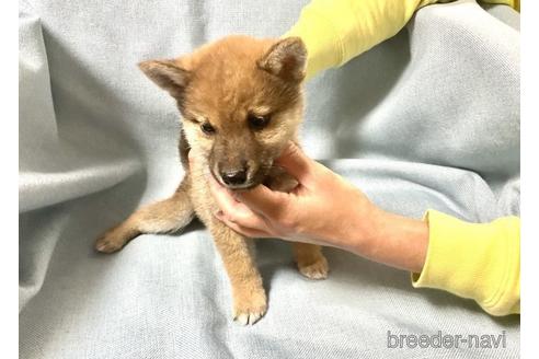 成約済の奈良県の豆柴-176316の3枚目