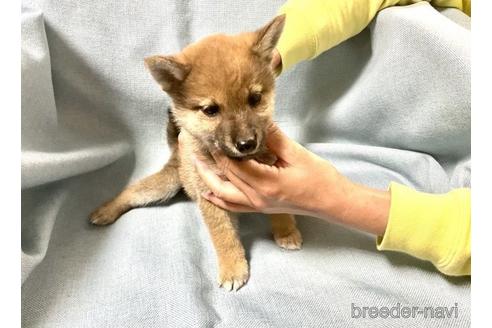 成約済の奈良県の豆柴-176316の2枚目