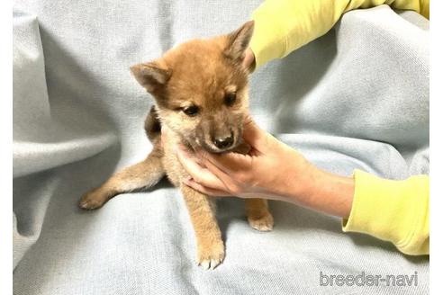 成約済の奈良県の豆柴-176316の4枚目