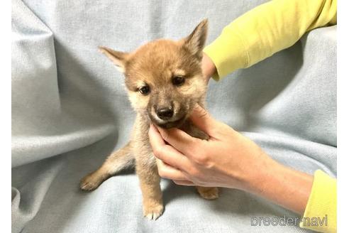 成約済の奈良県の豆柴-176316の1枚目
