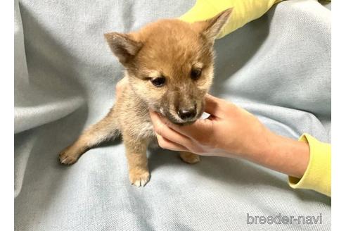 成約済の奈良県の豆柴-176316の5枚目