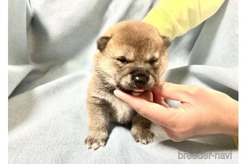 成約済の奈良県の豆柴-176317の3枚目