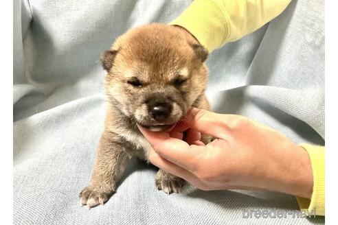 成約済の奈良県の豆柴-176317の1枚目